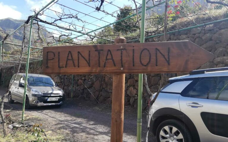 coffee-plantation